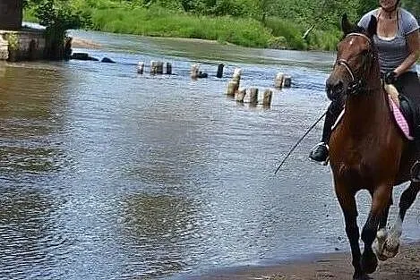 Draska klacz dzierżawa, , 