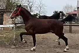 Malowany ogier z matki KWPN