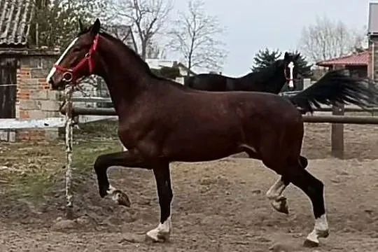 Malowany ogier z matki KWPN