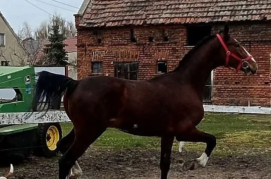 Malowany ogier z matki KWPN, Wielkopolskie, Rawicz