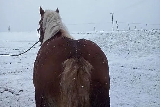 Sprzedam Źrebice!