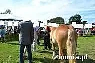 Sprzedam Źrebice!