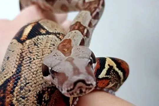Boa imperator samiec(podrostek