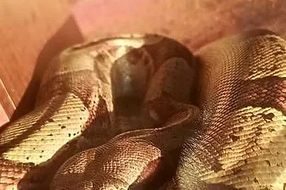 Boa imperator samiec(podrostek, Podlaskie, Białystok