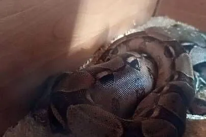 Boa imperator samiec(podrostek, Podlaskie, Białystok