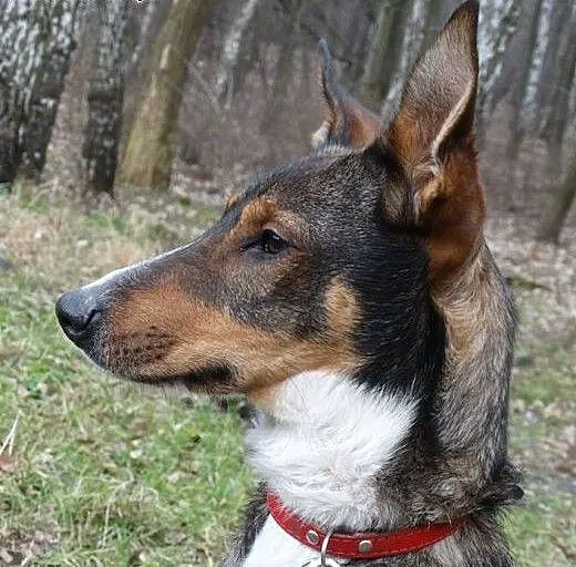 Igor czeka na Ciebie w schronisku, śląskie Sosnow