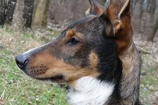 Igor czeka na Ciebie w schronisku,  śląskie Sosnow