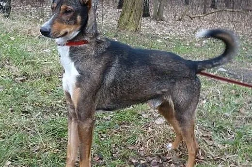 Igor czeka na Ciebie w schronisku,  śląskie Sosnow