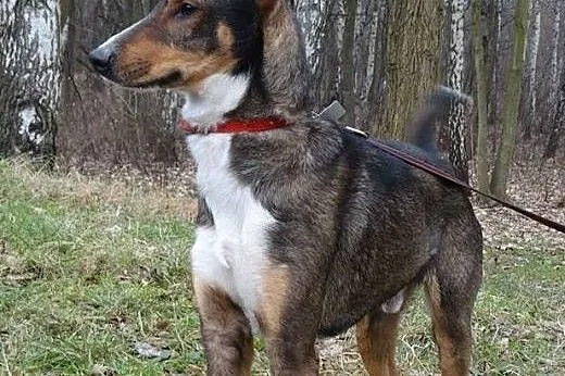 Igor czeka na Ciebie w schronisku,  śląskie Sosnow