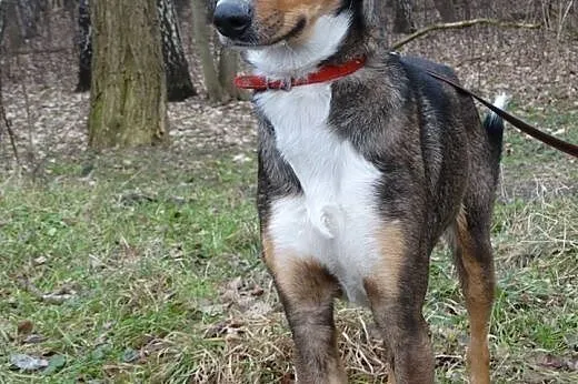 Igor czeka na Ciebie w schronisku,  śląskie Sosnow