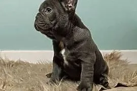 Buldog francuski liliowa sunia