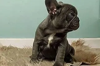 Buldog francuski liliowa sunia, Małopolskie, Targanice