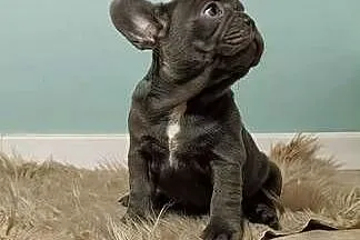 Buldog francuski liliowa sunia, Małopolskie, Targanice