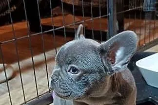 Buldog francuski liliowa sunia, Małopolskie, Targanice