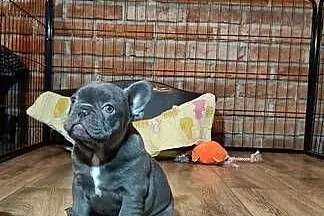 Buldog francuski liliowa sunia, Małopolskie, Targanice