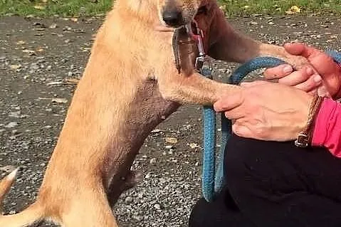 Goluś szuka domu!