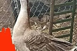 Gąski Garbonose i Kołudzkie