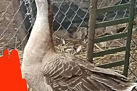 Gąski Garbonose i Kołudzkie, Kujawsko-pomorskie, Świecie nad Osą