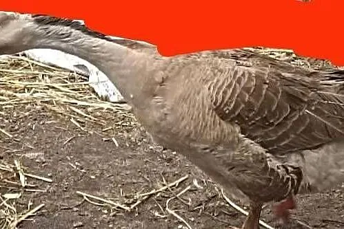 Gąski Garbonose i Kołudzkie, Kujawsko-pomorskie, Świecie nad Osą