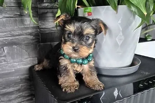 Yorkshire Terrier,  malutki chłopiec