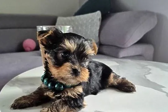 Yorkshire Terrier,  malutki chłopiec, Łódzkie, Poddębice