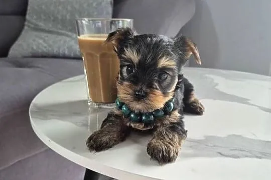 Yorkshire Terrier,  malutki chłopiec, Łódzkie, Poddębice
