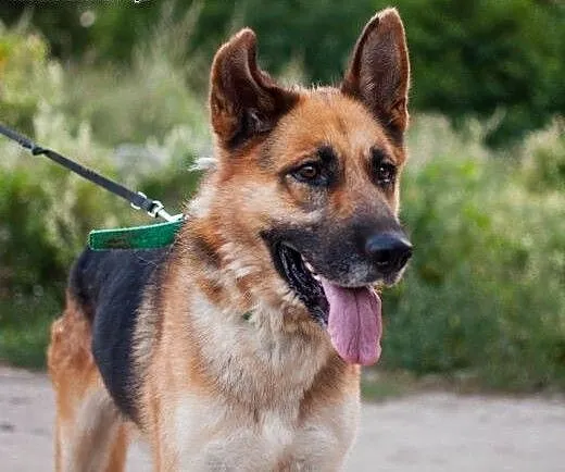 Drago w typie Owczarka, czeka na lepsze życie...,