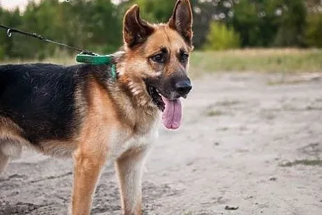 Drago w typie Owczarka, czeka na lepsze życie..., 