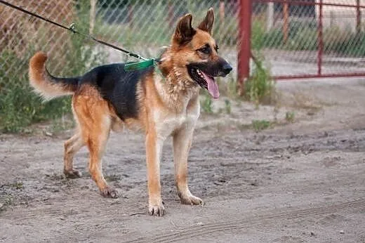 Drago w typie Owczarka, czeka na lepsze życie..., 