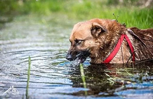 MĄDRY,ŁAGODNY,KARNY..Najlepszy przyjaciel ! Dziure