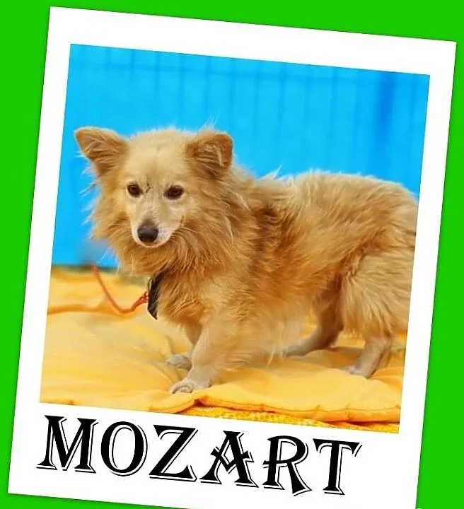 MOZART-mały 5kg,młody 2lata,przyjazny piesek nisko
