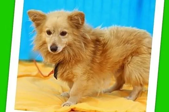 MOZART-mały 5kg,młody 2lata,przyjazny piesek niskopodłogowy.ADOPCJA