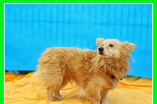 MOZART-mały 5kg,młody 2lata,przyjazny piesek nisko