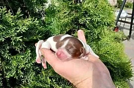 Jamnik długowłosy Piebald Choco Czekoladowy