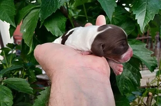 Jamnik długowłosy Piebald Choco Czekoladowy, Łódzkie, Żychlin