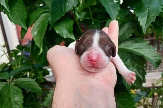 Jamnik długowłosy Piebald Choco Czekoladowy, Łódzkie, Żychlin