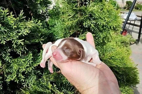 Jamnik długowłosy Piebald Choco Czekoladowy, Łódzkie, Żychlin