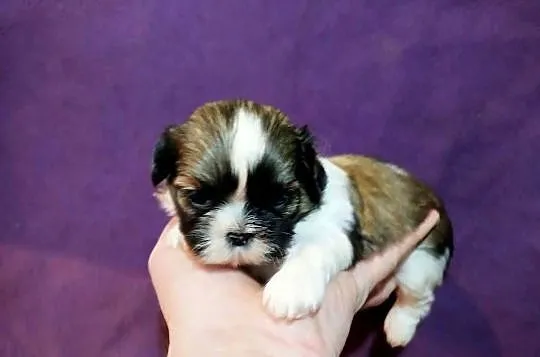 Shih TZU Shitzu