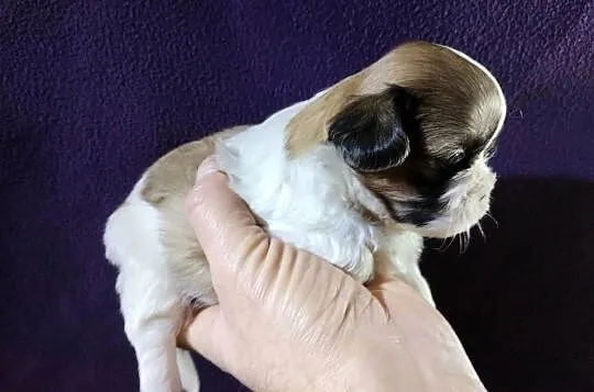 Shih TZU Shitzu, Łódzkie, Żychlin