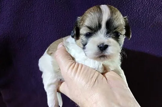 Shih TZU Shitzu, Łódzkie, Żychlin