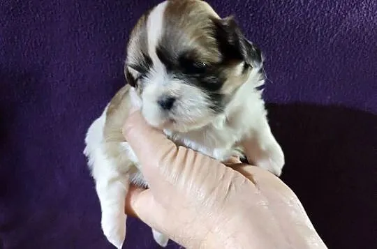 Shih TZU Shitzu, Łódzkie, Żychlin