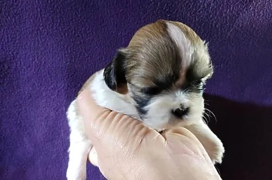 Shih TZU Shitzu, Łódzkie, Żychlin