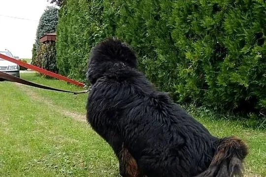 Mastif Tybetański Pies, Wielkopolskie, Babiak