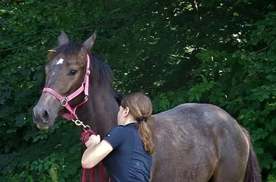 Sprzedam roczną klacz po Hickstead White!, Czaniec