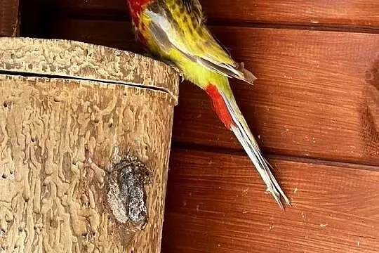 Rozella białolica, Mazowieckie, Marki