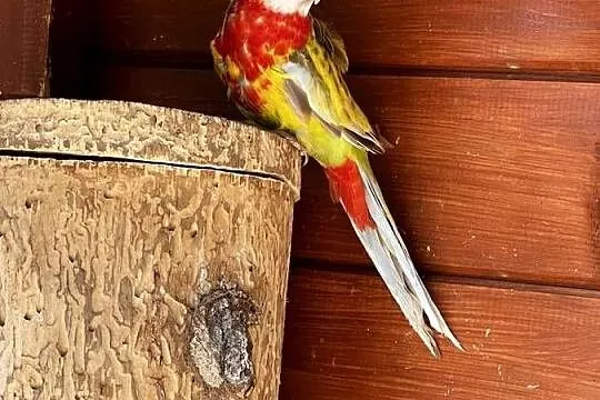 Rozella białolica, Mazowieckie, Marki