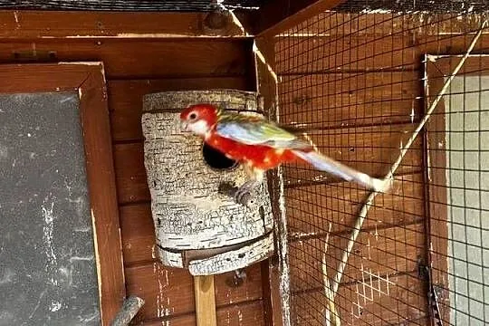 Rozella białolica, Mazowieckie, Marki