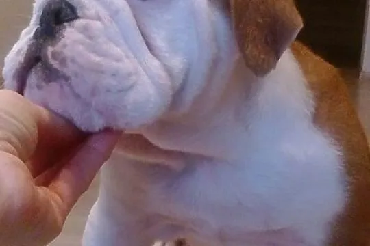 Buldog angielski piesek z rodowodemFCI, Śląskie, Bielsko-Biała