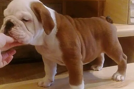 Buldog angielski piesek z rodowodemFCI, Śląskie, Bielsko-Biała