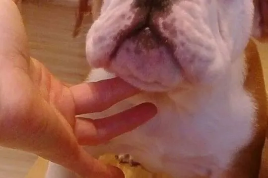 Buldog angielski piesek z rodowodemFCI, Śląskie, Bielsko-Biała